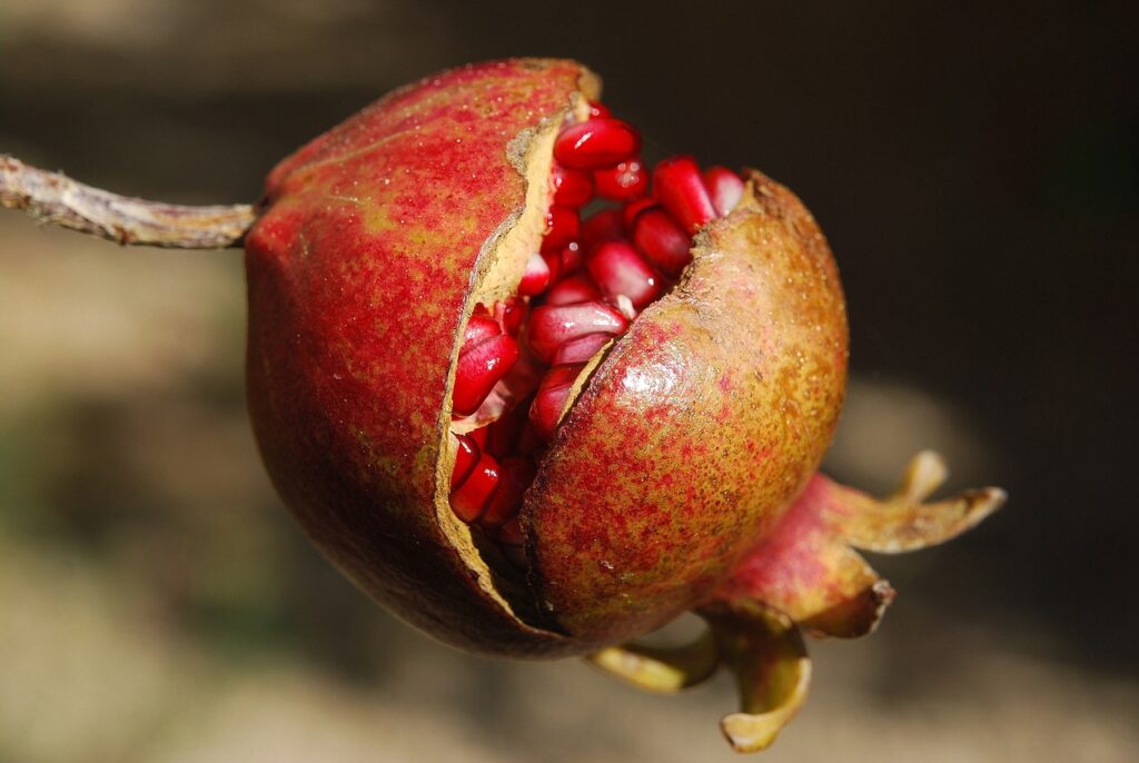 pomegranate, fruit, food-185456.jpg